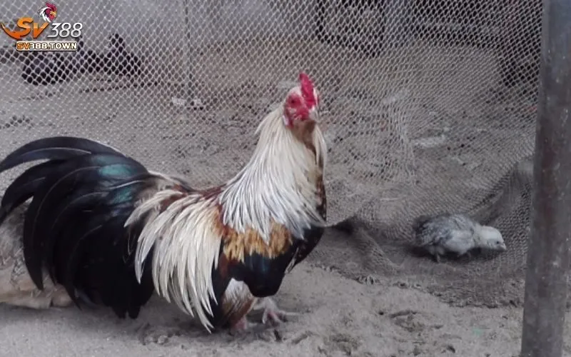 Nhận định tích cực