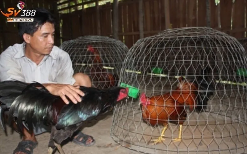 Tối ưu hóa hiệu quả nuôi gà